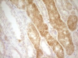 SLAMF7 Monoclonal Antibody (OTI1F1), TrueMAB , OriGene 100 &mu;L; Unconjugated:Antibodies,