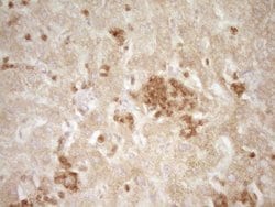 SLAMF7 Monoclonal Antibody (OTI1F1), TrueMAB , OriGene 100 &mu;L; Unconjugated:Antibodies,