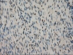 SLC18A2 Mouse anti-Human, Clone: OTI10C11, liquid, TrueMAB 100 &mu;L; Unconjugated:Antibodies,