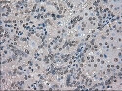 SLC18A2 Mouse anti-Human, Clone: OTI10C11, liquid, TrueMAB 100 &mu;L; Unconjugated:Antibodies,