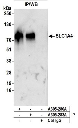 SLC1A4/ASCT1 Rabbit anti-Human, Polyclonal, Bethyl Laboratories 100 &mu;L;