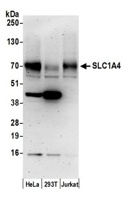 SLC1A4/ASCT1 Rabbit anti-Human, Polyclonal, Bethyl Laboratories 100 &mu;L;