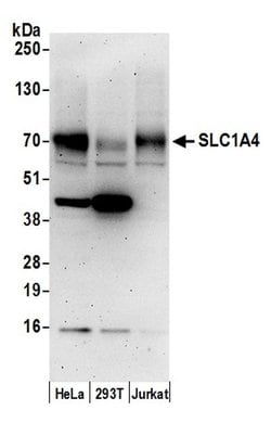 SLC1A4/ASCT1 Polyclonal Antibody, Bethyl Laboratories 20 &mu;L; Unconjugated:Antibodies,