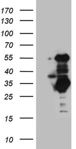 SLC2A4RG Monoclonal Antibody (OTI2A5), TrueMAB , OriGene:Antibodies:Primary