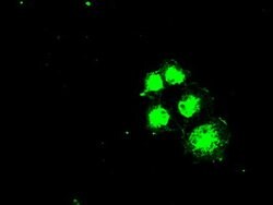 SLC2A5 Mouse anti-Human, Clone: OTI11E1, lyophilized, TrueMAB 100 &mu;g;