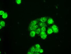 SLC2A5 Mouse anti-Human, Clone: OTI12F2, lyophilized, TrueMAB 100 &mu;g;