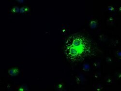 SLC2A5 Mouse anti-Human, Clone: OTI9G8, liquid, TrueMAB 100 &mu;L; Unconjugated:Antibodies,