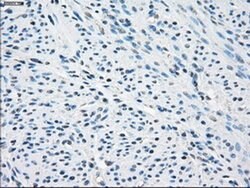 SLC2A5 Mouse anti-Human, Clone: OTI9G8, liquid, TrueMAB 100 &mu;L; Unconjugated:Antibodies,