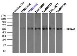 SLC2A5 Mouse anti-Human, Clone: OTI9H4, lyophilized, TrueMAB 100 &mu;g;