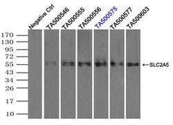 SLC2A5 Mouse anti-Human, Clone: OTI12F2, lyophilized, TrueMAB 100 &mu;g;