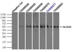 SLC2A5 Mouse anti-Human, Clone: OTI11D11, lyophilized, TrueMAB 100 &mu;g;