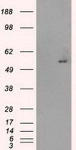 SLC2A5 Mouse anti-Human, Clone: OTI9F3, lyophilized, TrueMAB 100 &mu;g;