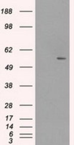 SLC2A5 Mouse anti-Human, Clone: OTI12F2, lyophilized, TrueMAB 100 &mu;g;