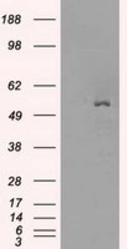 SLC2A5 Mouse anti-Human, Clone: OTI11D11, lyophilized, TrueMAB 100 &mu;g;