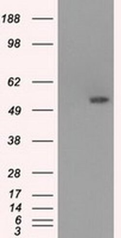 SLC2A5 Mouse anti-Human, Clone: OTI9G8, liquid, TrueMAB 100 &mu;L; Unconjugated:Antibodies,