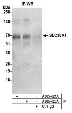 SLC30A1/ZNT1 Rabbit anti-Human, Polyclonal, Bethyl Laboratories 100 &mu;L | Buy Online | Bethyl Laboratories, Inc | Fisher Scientific
