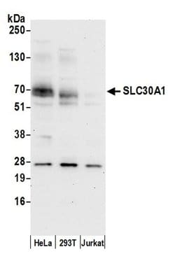 SLC30A1/ZNT1 Rabbit anti-Human, Polyclonal, Bethyl Laboratories 100 &mu;L | Buy Online | Bethyl Laboratories, Inc | Fisher Scientific