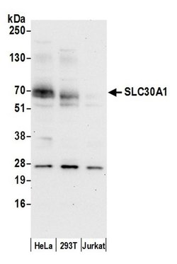 SLC30A1/ZNT1 Polyclonal Antibody, Bethyl Laboratories 20 &mu;L; Unconjugated:Antibodies,