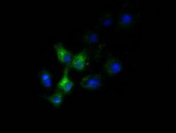 SLC30A3 Mouse anti-Human, Clone: OTI2H6, lyophilized, TrueMAB 100 &mu;g;
