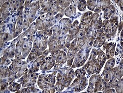 SLC39A5 Monoclonal Antibody (OTI2F2), TrueMAB , OriGene 100 &mu;L; Unconjugated:Antibodies,
