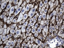 SLC39A5 Monoclonal Antibody (OTI2F2), TrueMAB , OriGene 100 &mu;L; Unconjugated:Antibodies,