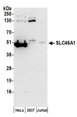 SLC46A1 Rabbit anti-Human, Polyclonal, Bethyl Laboratories 100 &mu;l; Unlabeled:Antibodies,