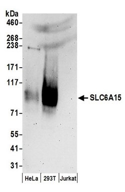 SLC6A15 Rabbit anti-Human, Polyclonal, Bethyl Laboratories 100 &mu;L; Unconjugated:Antibodies,