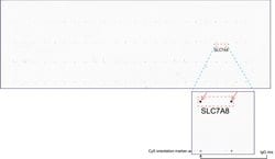 SLC7A8 Mouse anti-Human, Clone: UMAB70, liquid, UltraMAB 30 &mu;L; Unconjugated:Antibodies,