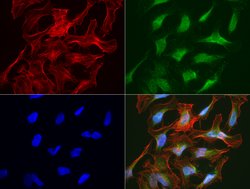 SLC7A8 Mouse anti-Human, Clone: UMAB70, liquid, UltraMAB 30 &mu;L; Unconjugated:Antibodies,