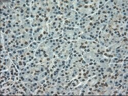 SLC7A8 Mouse anti-Human, Clone: OTI5A9, lyophilized, TrueMAB 100 &mu;g;
