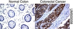 SLC7A8 Mouse anti-Human, Clone: UMAB70, liquid, UltraMAB 30 &mu;L; Unconjugated:Antibodies,