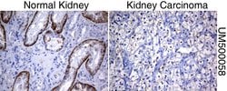 SLC7A8 Mouse anti-Human, Clone: UMAB70, liquid, UltraMAB 30 &mu;L; Unconjugated:Antibodies,