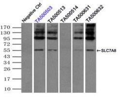 SLC7A8 Mouse anti-Human, Clone: OTI5A9, lyophilized, TrueMAB 100 &mu;g;