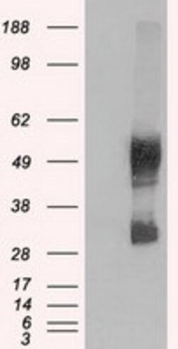 SLC7A8 Mouse anti-Human, Clone: OTI5A9, lyophilized, TrueMAB 100 &mu;g;