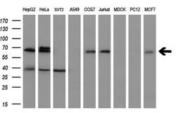 SLC7A8 Mouse anti-Human, Clone: OTI5A9, lyophilized, TrueMAB 100 &mu;g;