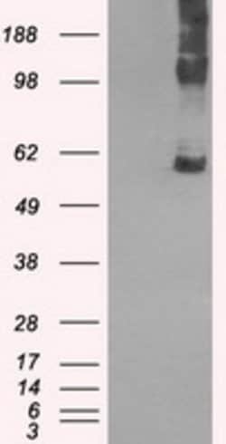 SLC7A8 Mouse anti-Human, Clone: OTI7D6, lyophilized, TrueMAB 100 &mu;g;