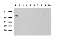 SLC7A8 Mouse anti-Human, Clone: UMAB70, liquid, UltraMAB 30 &mu;L; Unconjugated:Antibodies,
