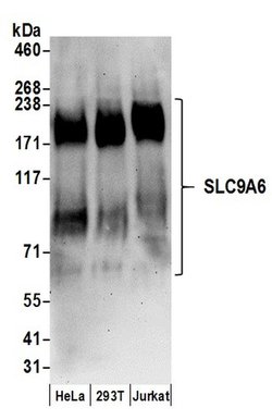 SLC9A6 Rabbit anti-Human, Polyclonal, Bethyl Laboratories 100 &mu;l; Unlabeled:Antibodies,