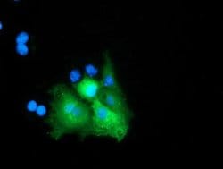 SLFNL1 Monoclonal Antibody (OTI1C4), TrueMAB , OriGene:Antibodies:Primary