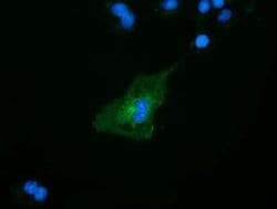 SLFNL1 Monoclonal Antibody (OTI3D4), TrueMAB , OriGene 100 &mu;L; Unconjugated:Antibodies,