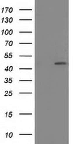 SLFNL1 Monoclonal Antibody (OTI1C4), TrueMAB , OriGene:Antibodies:Primary