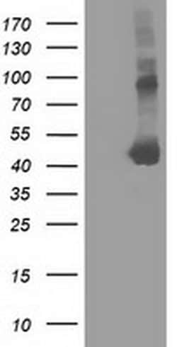 SLFNL1 Monoclonal Antibody (OTI3D4), TrueMAB , OriGene 100 &mu;L; Unconjugated:Antibodies,