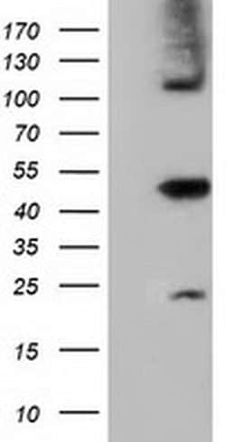 SLFNL1 Monoclonal Antibody (OTI4F7), TrueMAB , OriGene 30 &mu;L; Unconjugated:Antibodies,