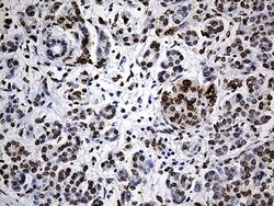 SLU7 Monoclonal Antibody (OTI6B1), TrueMAB , OriGene 100 &mu;L; Unconjugated:Antibodies,