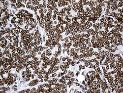 SLU7 Monoclonal Antibody (OTI6B1), TrueMAB , OriGene 100 &mu;L; Unconjugated:Antibodies,