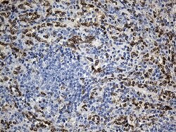 SLU7 Monoclonal Antibody (OTI6B1), TrueMAB , OriGene 100 &mu;L; Unconjugated:Antibodies,