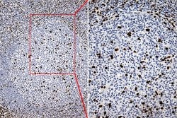 SLU7 Monoclonal Antibody (OTI6B1), TrueMAB , OriGene 100 &mu;L; Unconjugated:Antibodies,
