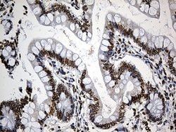 SLU7 Monoclonal Antibody (OTI6B1), TrueMAB , OriGene 100 &mu;L; Unconjugated:Antibodies,