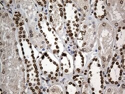 SLU7 Monoclonal Antibody (OTI6B1), TrueMAB , OriGene 100 &mu;L; Unconjugated:Antibodies,