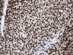 SLU7 Monoclonal Antibody (OTI6B1), TrueMAB , OriGene 100 &mu;L; Unconjugated:Antibodies,